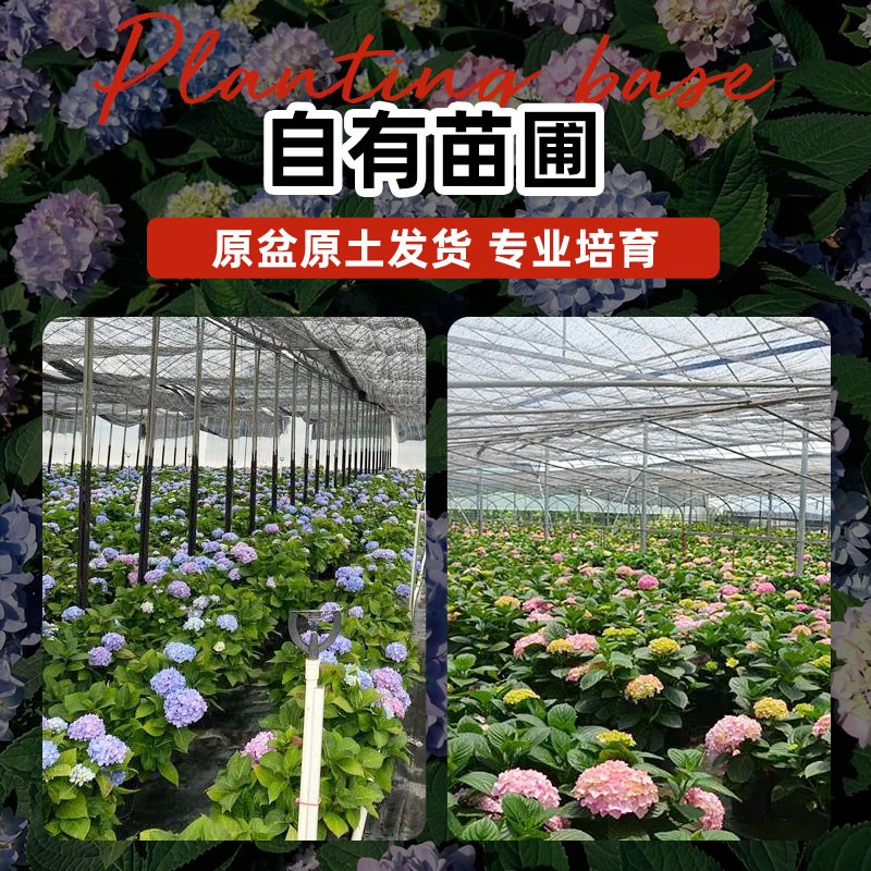 绣球盆栽老桩带花苞室内外庭院花卉石灰灯树状丛生木本无尽夏绣球