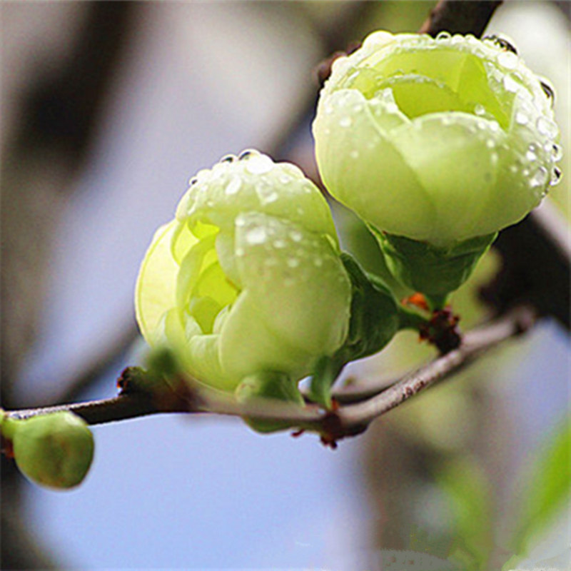 绿宝石】绿色海棠花苗花卉盆栽盆景室内客厅绿植物花卉观花阳台