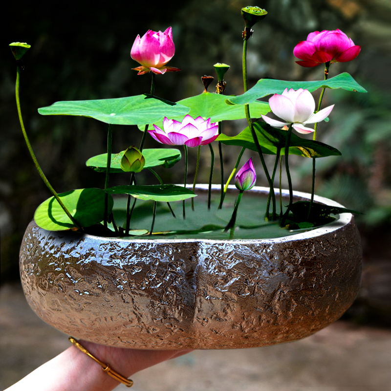 一叶莲碗莲水培花盆无孔陶瓷大号绿萝水仙花盆铜钱草容器多肉花盆