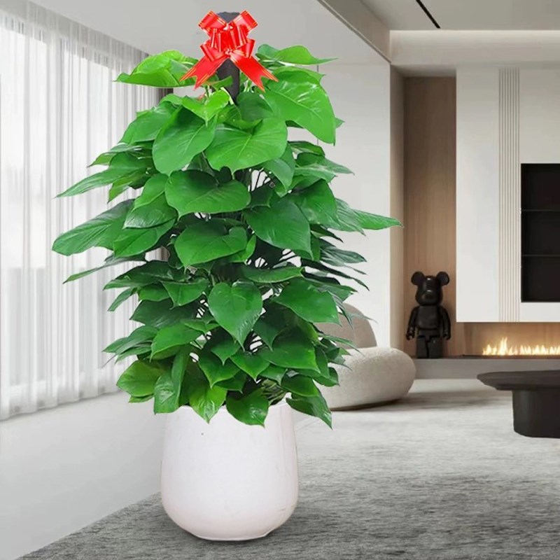 大叶绿萝柱客厅绿植室内大型绿箩盆栽办公室净化空气业送礼盆景