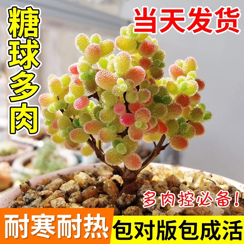 精品多肉植物蜜橘糖球枝干番杏盆栽花卉米粒冰晶稀有品种绿植好养