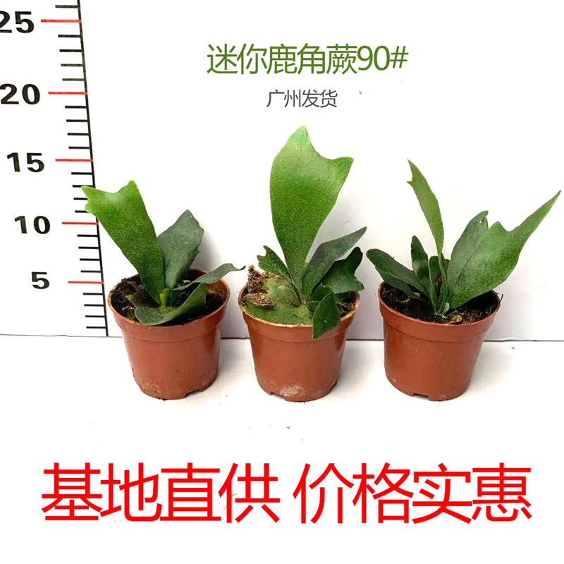 二岐鹿角蕨迷你盆栽苗女王鹿角网红室内办公书房客厅X观叶悬挂植