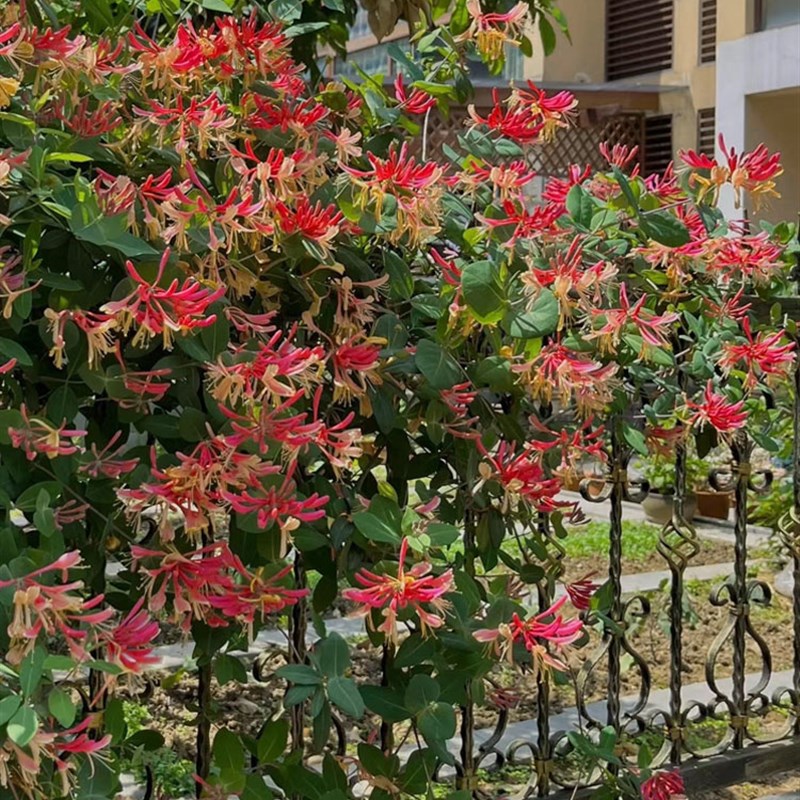 京久红金银花树苗盆栽爬藤植物耐寒垂吊庭院阳台鸳鸯藤浓香忍冬花