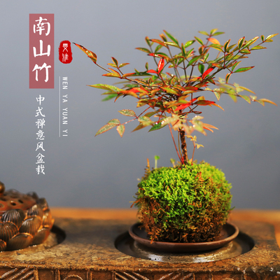 水培火焰南天竹室内桌面盆栽客厅净化空气苔藓球观叶绿植茶几盆景