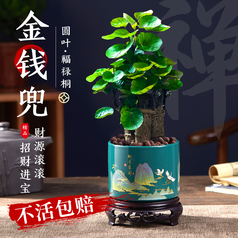 圆叶发财树小盆栽景金钱榕