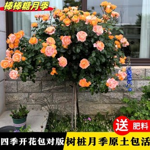 棒棒糖月季花苗果汁阳台金丝雀带花四季开花老桩庭院盆栽树桩欧月
