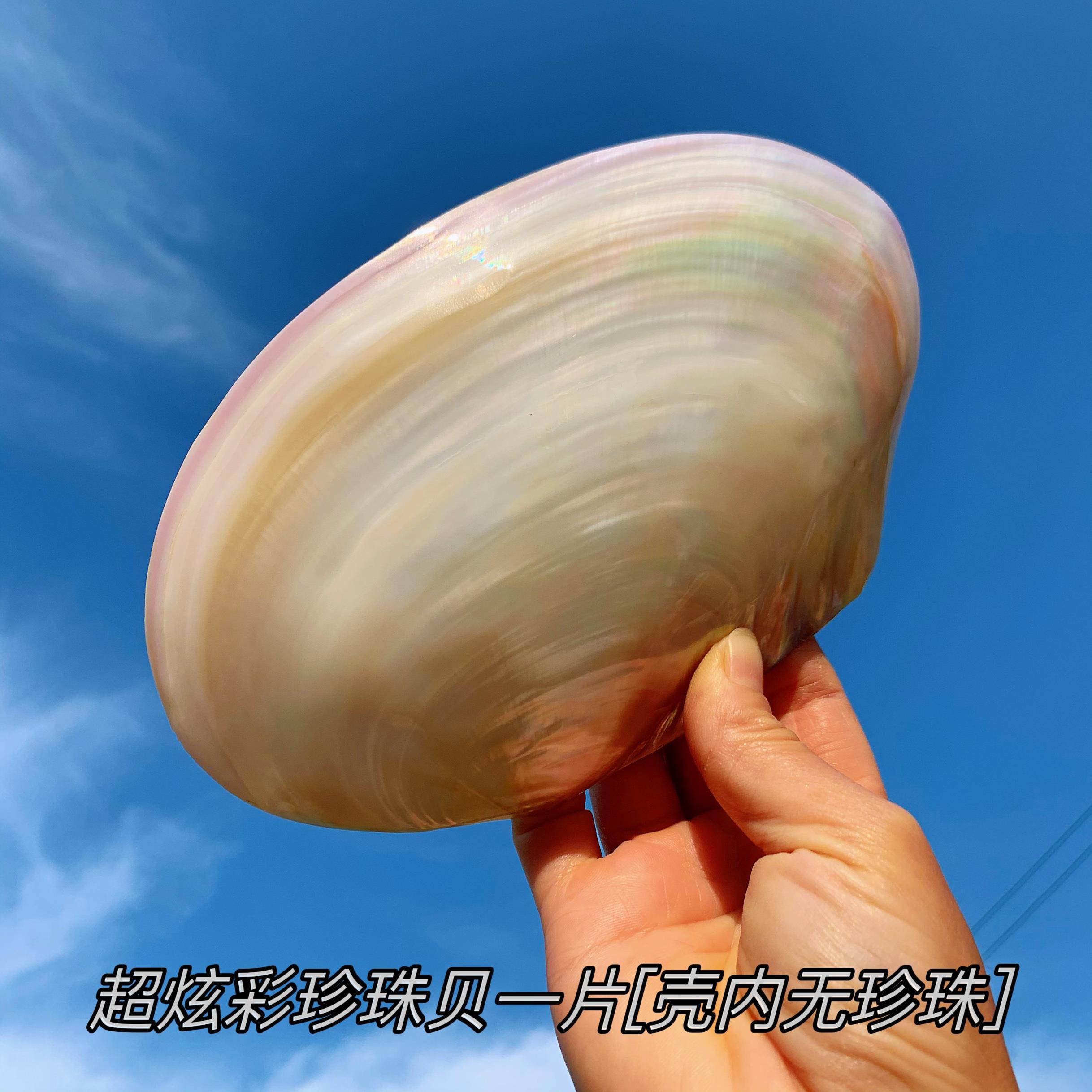 珍珠贝 珍珠蚌壳 天然珍珠海螺贝壳珊瑚海星收藏水族贝壳画摆件