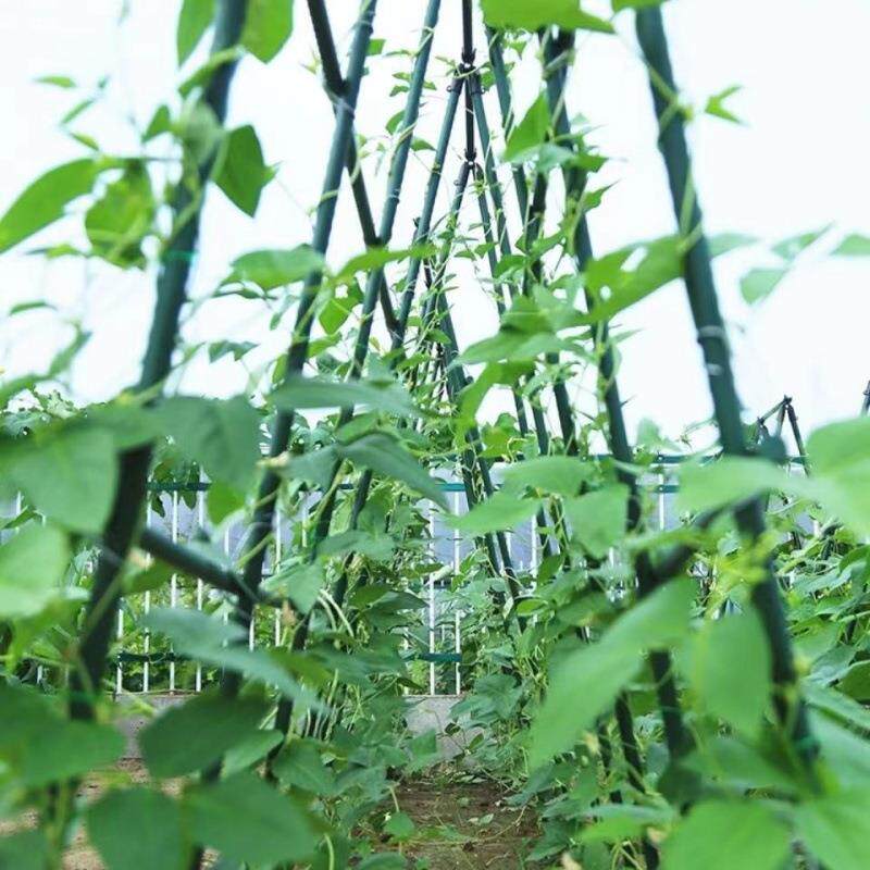 四季豆架子蔬菜爬藤架子蔬菜架杆黄瓜架蔬菜架子菜园棚架豇豆架子 - 实物图