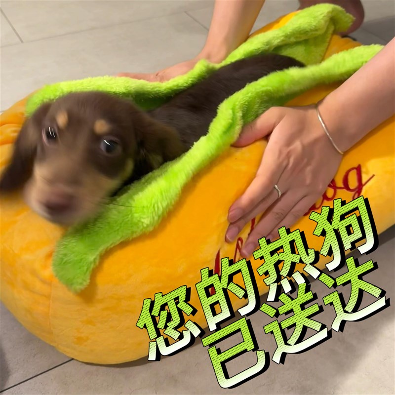 宠物热狗狗窝夏天腊肠小型幼犬秋冬猫床四季通用车载好玩新奇有趣
