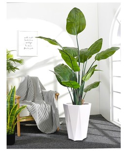 百搭哑光六角菱形高筒特大陶瓷花盆室内落地虎皮兰散尾葵绿萝花盆