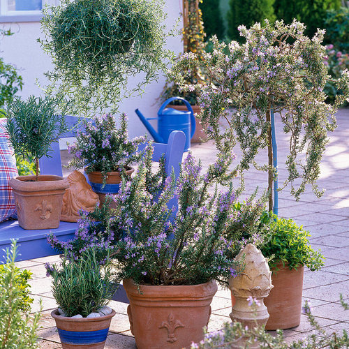 种花王大爷 迷迭香盆栽香草植物提神可食用庭院阳台驱虫观叶好养