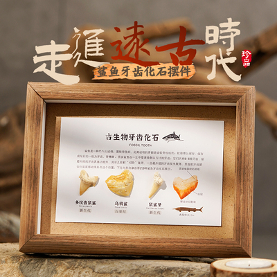 天然古生物化石标本动物创意相框海洋鲨鱼牙齿鼠鲨牙礼品家居摆件