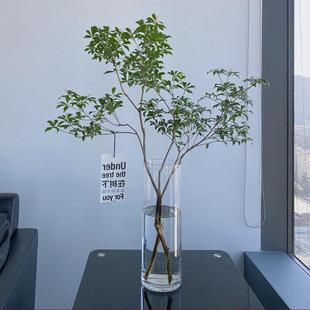 玻璃花瓶30插富贵南天竹马醉木吊钟植物专用50鲜切枝条干支雪柳40