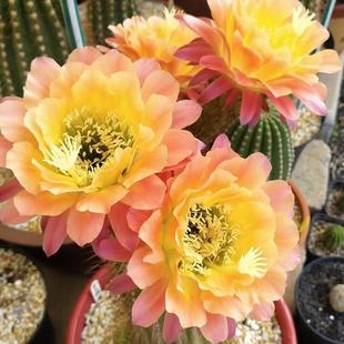 杏光辉 毛花柱仙人球经典品种 开花超美 仙人柱仙人掌懒人植物