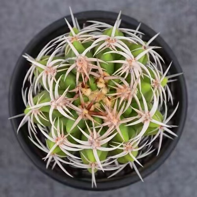 碧岩玉强刺仙人球强刺高颜值室内仙人球桌面阳台耐寒热盆栽