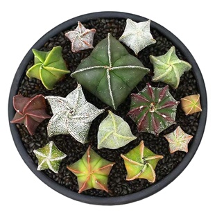 鸾凤玉仙人球三角四角五角老桩锦仙人球小苗多肉植物组合绿植盆栽