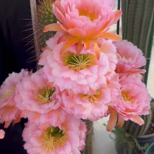 粉桃精灵 毛花柱仙人球仙人掌大花品种阳台庭院绿植盆栽