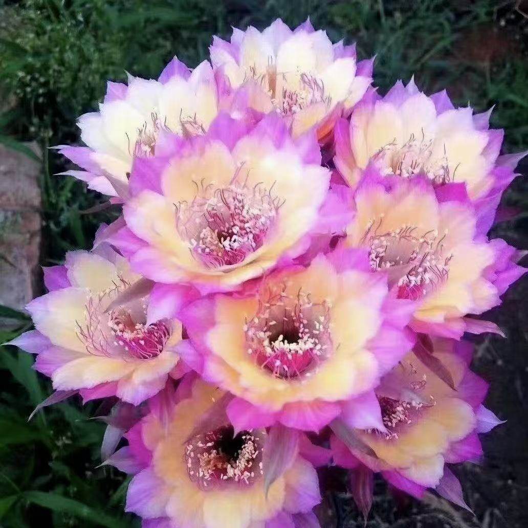 仙人球开大花极光稀有品种新款丽花带花苞仙人掌多肉植物阳台盆栽,鲜花速递/花卉仿真/绿植园艺,多肉植物,淘宝优惠券,粉丝福利购,淘宝优惠卷