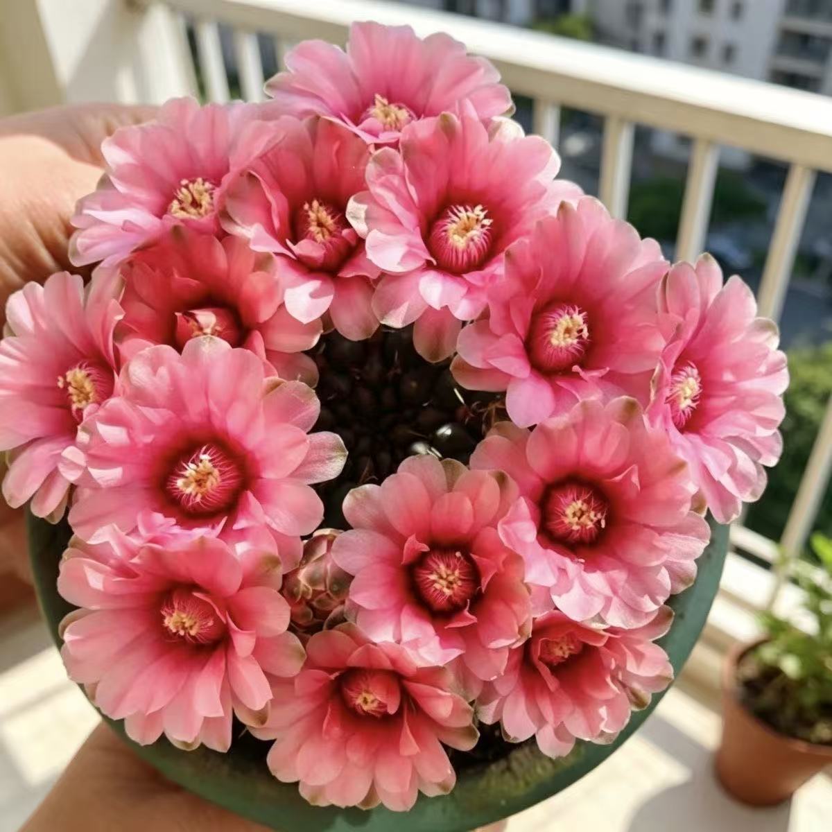 绯花玉仙人球特大号实生带花苞开花仙人掌类植物室内盆栽耐旱好养