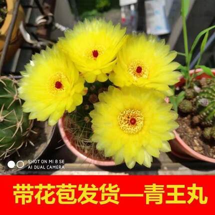 实生带花苞红花青王丸仙人球开花开多花多肉植物盆栽绿植好养易活