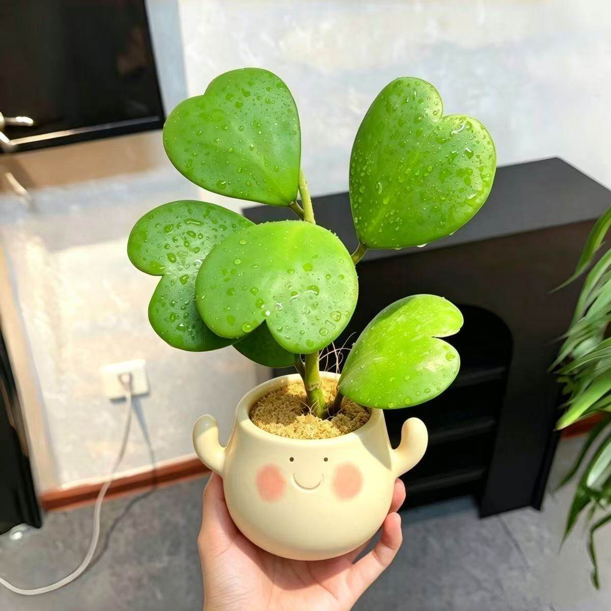心叶球兰一片心心形多肉植物耐阴办公室内客厅桌面绿植花卉盆栽