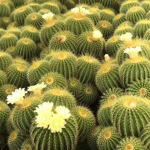 金丝猴仙人球多头室内易养美观仙人掌类植物阳台仙人柱盆栽罕见