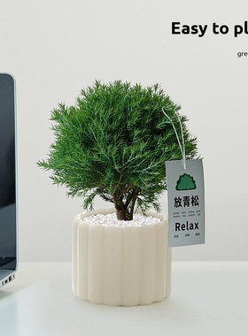 雾松盆栽室内客厅绿植净化空气桌面北欧风植物小摆件解压懒人好养
