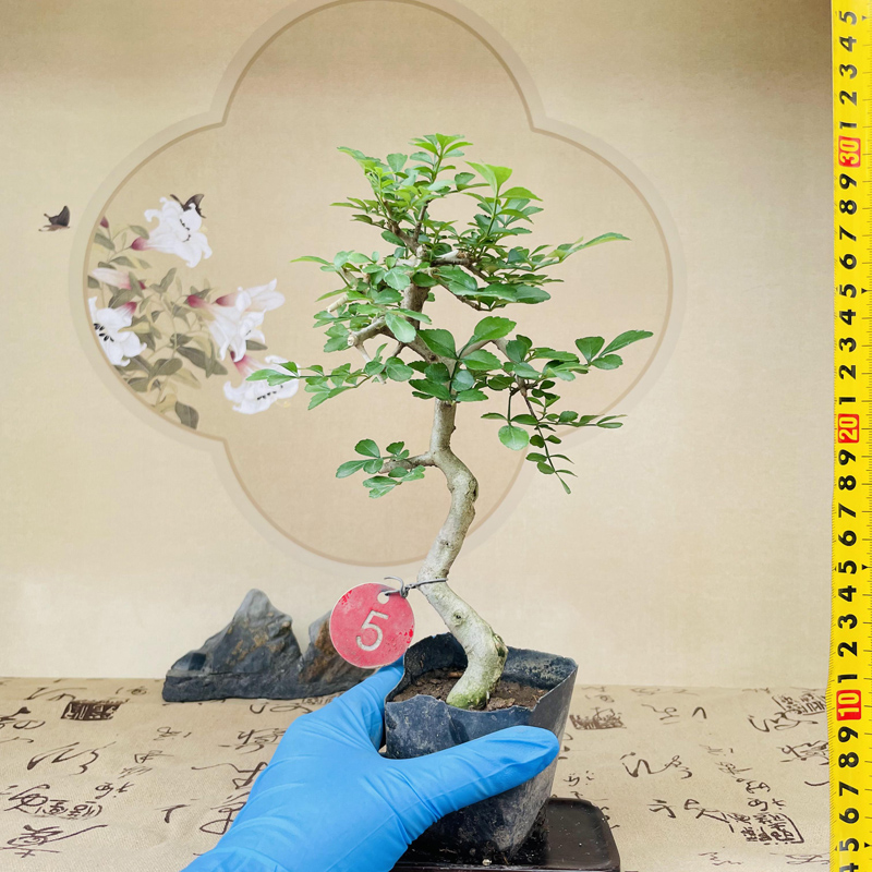 张氏微景园对节白蜡微型小苗盆景素材新手练手桩一物一拍植物熟桩