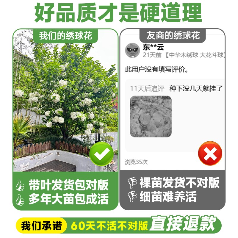 中华木绣球树苗大花斗球老桩欧洲木绣球别墅庭院花卉盆栽木本植物