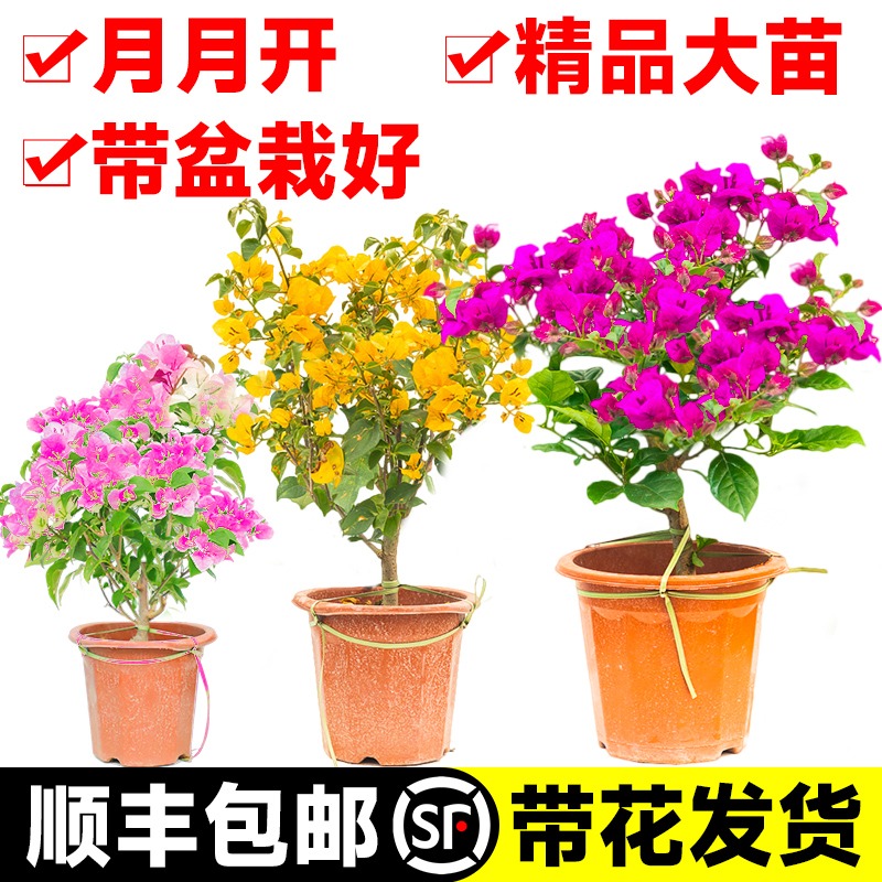 三角梅盆栽带花重瓣绿樱爬藤植物红樱老桩室内阳台多色四季开花卉