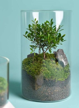 高硼硅玻璃花瓶桌面微景观生态瓶水培植物罐客厅装饰玻璃缸大花瓶