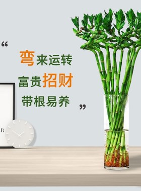 龙竹富贵竹多头带根水养节节高文昌竹客厅办公桌水培植物大支粗杆