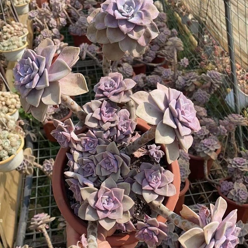 多肉植物老桩新手盆栽紫乐室内阳台好养庭院露养超大肉肉紫色花卉