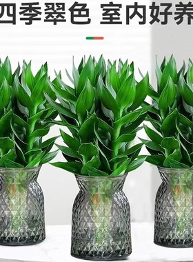 【拍一发二】水培观音竹富贵竹盆栽植物室内净化空气桌面好养绿植