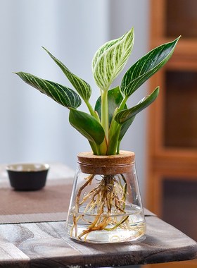 水培植物春雨曼丽榕水样花卉办公室内桌面小绿植好养竹芋金钻盆栽