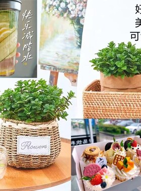 柠檬薄荷盆栽可食用迷迭香薄荷叶苗驱蚊草水培好养花卉室内绿植物