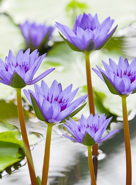迷你小睡莲带花芽黑美人家庭盆栽水培水生植物四季花卉碗莲根块茎