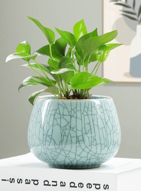 绿萝水培专用哥窑冰裂缸水养植物花盆家用客厅水培绿植无孔器皿