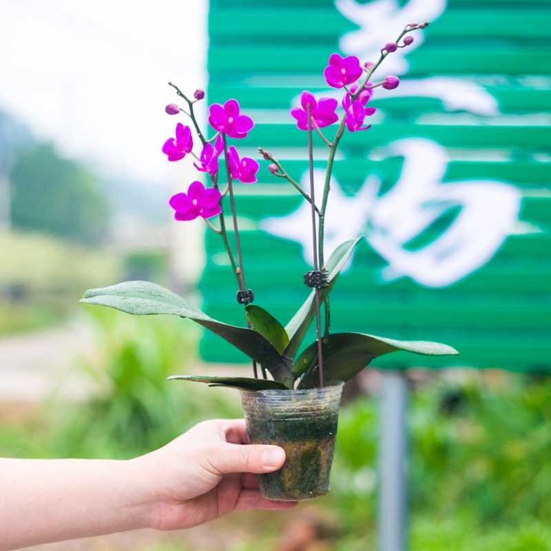 满天红蝴蝶兰带花苞兰花盆栽植物名贵花苗花卉大众国兰室内兰花苗