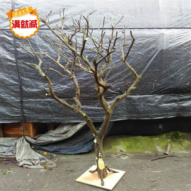 定做造型树枝白树干真树干造型许愿树橱窗装饰枯树树婚庆道具实木