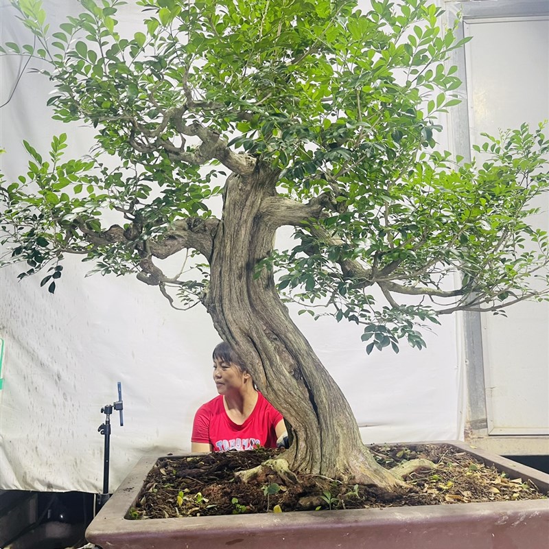正宗九里香大小盆栽盆景树桩老桩熟桩办公室内阳台庭院绿植花卉