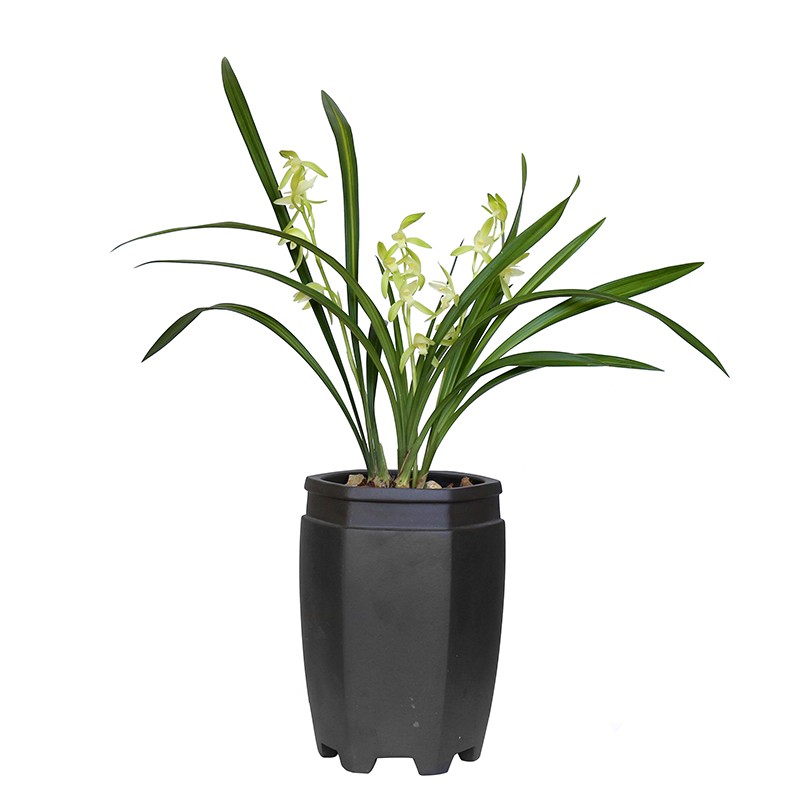 建兰素花金丝马尾 浓香金边叶艺兰花苗夏带花苞 四季植物室内盆栽