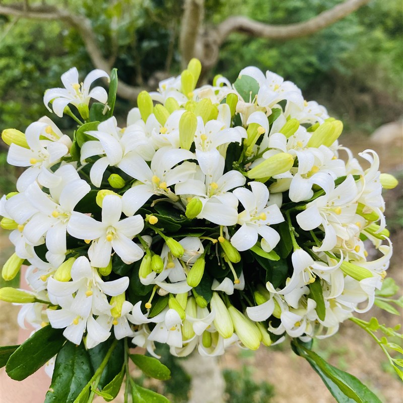 九里香矮霸老桩小叶盆栽树苗四季开花大树驱蚊矮化精品所拍即所发