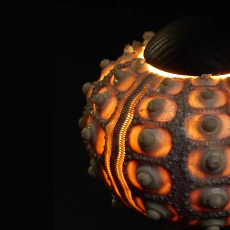 氛围充电款床头灯便携式台灯海胆灯护眼装饰卧室书房设计师台灯