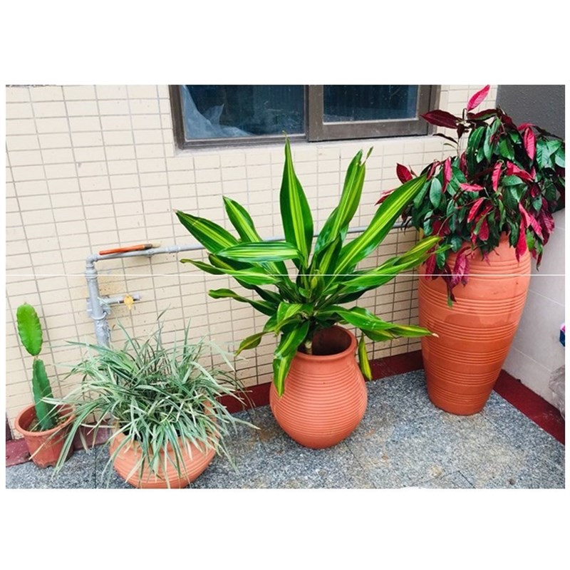 适合办公室宿舍红陶小花盆种植栽种装饰园林新手花缸绿植花器专