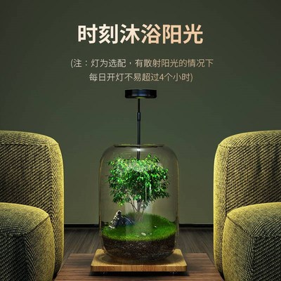 生态缸微景观森林办公室桌面自循环免打理玻璃微观鱼缸.空瓶造景