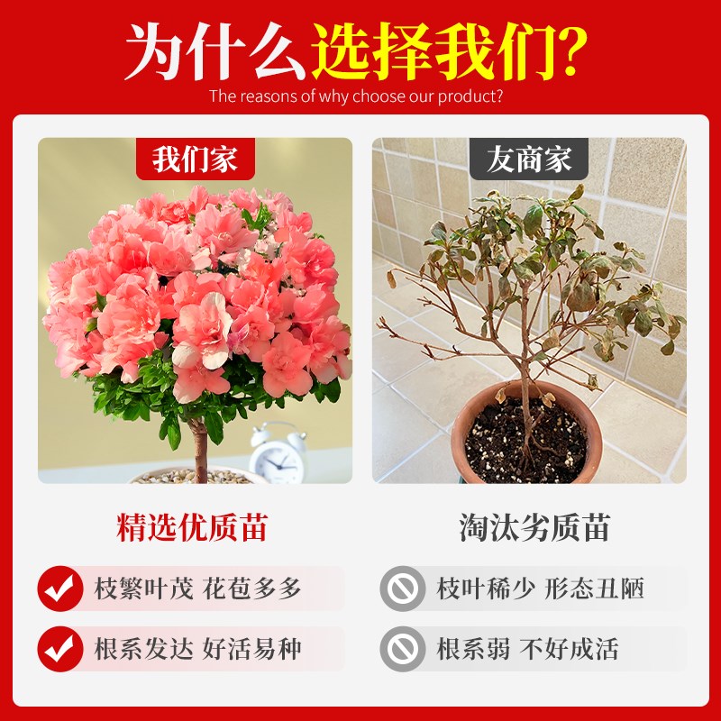 杜鹃花盆栽四季精品室内阳台客厅开花卉绿植带花苞适合冬天种的花