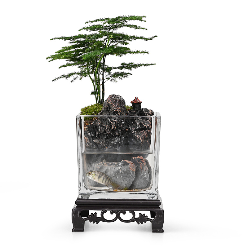 生态瓶苔藓微景观桌面盆栽青苔造景绿植物闷养鱼缸办公室水培摆件