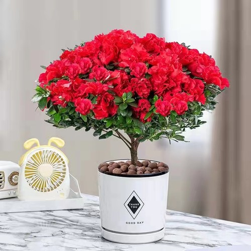 杜鹃花盆栽四季开花卉大颗老桩观花植物室内外阳台好养易活带花苞