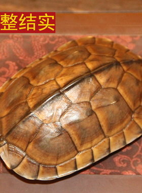 天然完整干净真乌龟壳富甲文玩盘玩手把件龟甲家居送礼品一